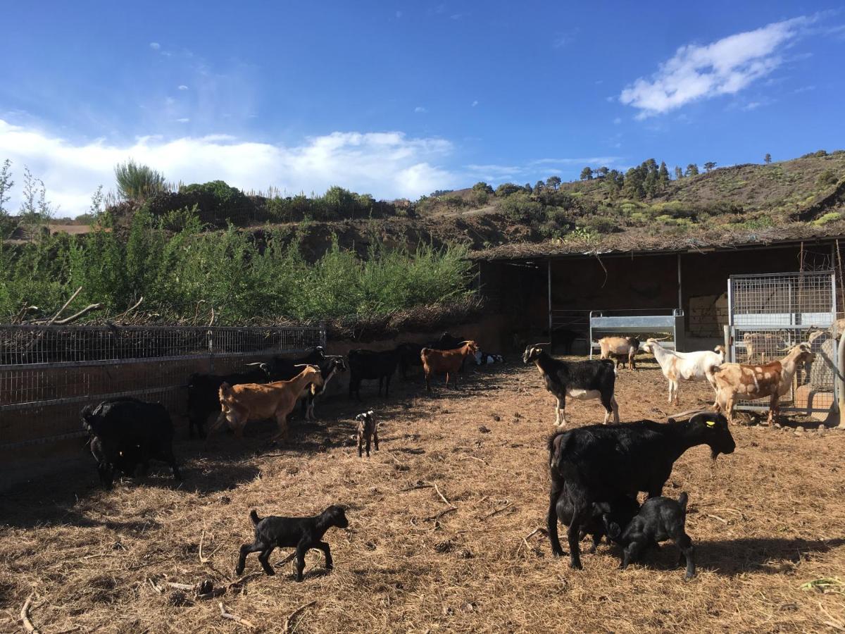 Casa Rural Los Santillos El Pinar  Dış mekan fotoğraf